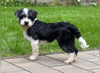 ♥OREO♥ neu auf Pflegestelle bei Köln - süßer, total freundlicher und aufgeschlossener Rüde 35cm