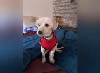 ♥WINFRED♥ neu auf Pflegestelle bei Duisburg - süßer, verschmuster kleiner Rüde 30 cm
