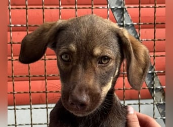 ♥JULCHEN♥ neu auf Pflegestelle bei Köln - süße, ganz zutrauliche Welpin 39 cm (wachsend)