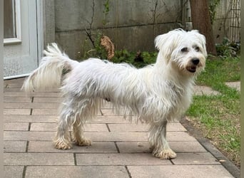 ♥DORI♥ neu auf Pflegestelle bei Köln - süße, ganz liebe und sanfte Hündin 36 cm