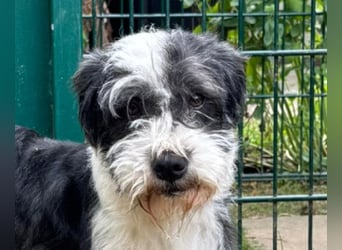 ♥OREO♥ neu auf Pflegestelle bei Köln - süßer, total freundlicher und aufgeschlossener Rüde 35cm