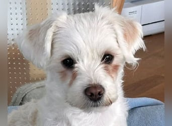 ♥EMILIO♥ neu auf Pflegestelle in Köln - süßer, menschenbezogener, zutraulicher kleiner Rüde 34 cm
