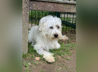 ♥DORI♥ neu auf Pflegestelle bei Köln - süße, ganz liebe und sanfte Hündin 36 cm