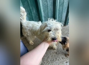♥DORI♥ ab 4. Sep auf Pflegestelle bei Köln - süße, ganz liebe und sanfte Hündin 33 cm