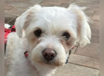 ♥EMILIO♥ neu auf Pflegestelle in Köln - süßer, menschenbezogener, zutraulicher kleiner Rüde 34 cm