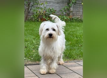♥DORI♥ neu auf Pflegestelle bei Köln - süße, ganz liebe und sanfte Hündin 36 cm
