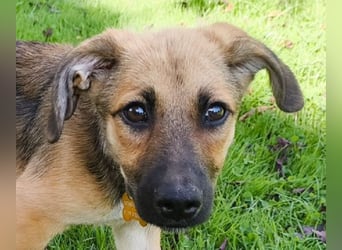 ♥JANNIS♥ neu auf Pflegestelle bei Köln - zuckersüßer, verspielter Welpe 29 cm (wachsend)
