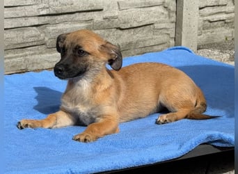 ♥JOSY♥ neu auf Pflegestelle bei Köln - süße, verspielte Welpin 27 cm (wachsend)