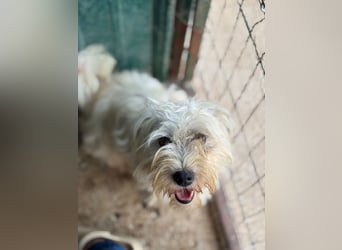 ♥DORI♥ ab 4. Sep auf Pflegestelle bei Köln - süße, ganz liebe und sanfte Hündin 33 cm
