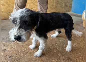 ♥OREO♥ neu auf Pflegestelle bei Köln - süßer, total freundlicher und aufgeschlossener Rüde 28cm