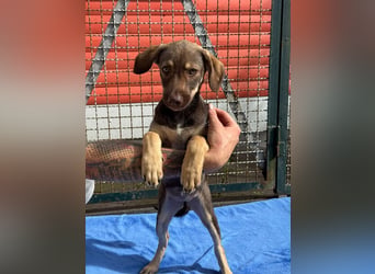 ♥JULCHEN♥ neu auf Pflegestelle bei Köln - süße, ganz zutrauliche Welpin 39 cm (wachsend)