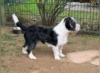 ♥OREO♥ neu auf Pflegestelle bei Köln - süßer, total freundlicher und aufgeschlossener Rüde 35cm