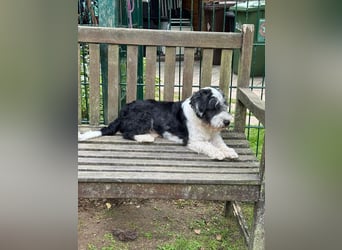 ♥OREO♥ neu auf Pflegestelle bei Köln - süßer, total freundlicher und aufgeschlossener Rüde 35cm