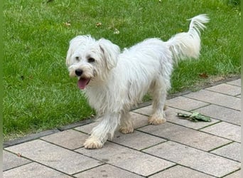 ♥DORI♥ neu auf Pflegestelle bei Köln - süße, ganz liebe und sanfte Hündin 36 cm