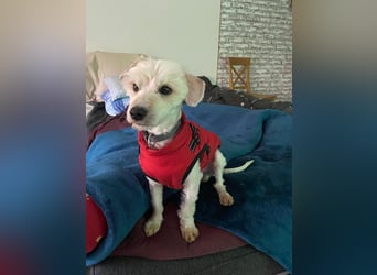 ♥WINFRED♥ neu auf Pflegestelle bei Duisburg - süßer, verschmuster kleiner Rüde 30 cm