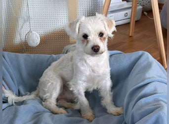 ♥EMILIO♥ neu auf Pflegestelle in Köln - süßer, menschenbezogener, zutraulicher kleiner Rüde 34 cm