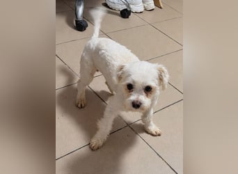 ♥EMILIO♥ab 24.Okt auf Pflegestelle bei Köln-süßer, menschenbezogener, zutraulicher kleiner Rüde 30cm