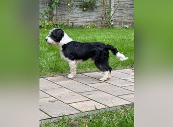 ♥OREO♥ neu auf Pflegestelle bei Köln - süßer, total freundlicher und aufgeschlossener Rüde 35cm