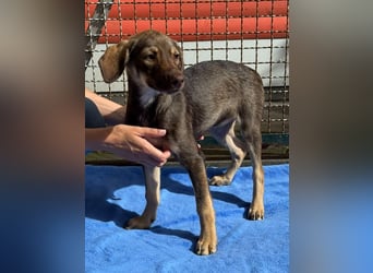 ♥JULCHEN♥ neu auf Pflegestelle bei Köln - süße, ganz zutrauliche Welpin 39 cm (wachsend)