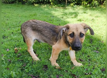 ♥JANNIS♥ auf Pflegestelle bei Köln - zuckersüßer, verspielter Welpe 29 cm (wachsend)
