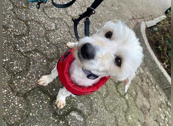 ♥WINFRED♥ neu auf Pflegestelle bei Duisburg - süßer, verschmuster kleiner Rüde 30 cm