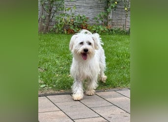 ♥DORI♥ neu auf Pflegestelle bei Köln - süße, ganz liebe und sanfte Hündin 36 cm