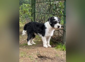 ♥OREO♥ neu auf Pflegestelle bei Köln - süßer, total freundlicher und aufgeschlossener Rüde 35cm