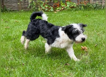 ♥OREO♥ neu auf Pflegestelle bei Köln - süßer, total freundlicher und aufgeschlossener Rüde 35cm