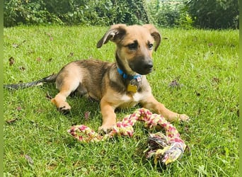 ♥JANNIS♥ auf Pflegestelle bei Köln - zuckersüßer, verspielter Welpe 29 cm (wachsend)