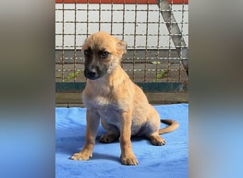 ♥JOSY♥ neu auf Pflegestelle bei Köln - süße, verspielte Welpin 27 cm (wachsend)