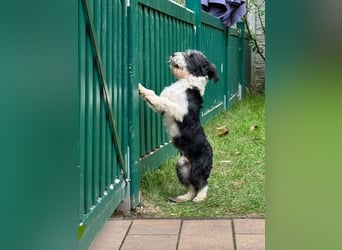 ♥OREO♥ neu auf Pflegestelle bei Köln - süßer, total freundlicher und aufgeschlossener Rüde 35cm