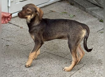 ♥JULCHEN♥ neu auf Pflegestelle bei Köln - süße, ganz zutrauliche Welpin 39 cm (wachsend)