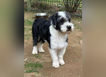 ♥OREO♥ neu auf Pflegestelle bei Köln - süßer, total freundlicher und aufgeschlossener Rüde 35cm