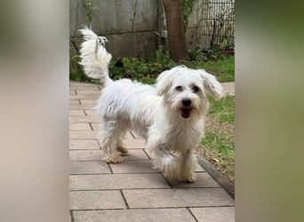♥DORI♥ neu auf Pflegestelle bei Köln - süße, ganz liebe und sanfte Hündin 36 cm