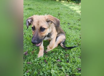 ♥JANNIS♥ neu auf Pflegestelle bei Köln - zuckersüßer, verspielter Welpe 29 cm (wachsend)