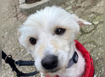 ♥WINFRED♥ neu auf Pflegestelle bei Duisburg - süßer, verschmuster kleiner Rüde 30 cm