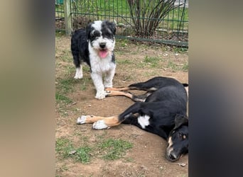♥OREO♥ neu auf Pflegestelle bei Köln - süßer, total freundlicher und aufgeschlossener Rüde 35cm