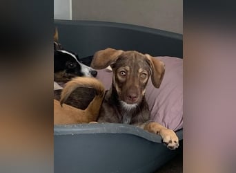 ♥JULCHEN♥ neu auf Pflegestelle bei Köln - süße, ganz zutrauliche Welpin 39 cm (wachsend)