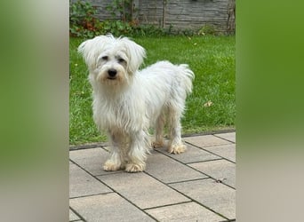 ♥DORI♥ neu auf Pflegestelle bei Köln - süße, ganz liebe und sanfte Hündin 36 cm