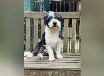 ♥OREO♥ neu auf Pflegestelle bei Köln - süßer, total freundlicher und aufgeschlossener Rüde 35cm