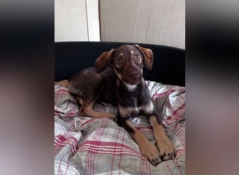 ♥JULCHEN♥ neu auf Pflegestelle bei Köln - süße, ganz zutrauliche Welpin 39 cm (wachsend)