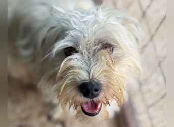 ♥DORI♥ ab 4. Sep auf Pflegestelle bei Köln - süße, ganz liebe und sanfte Hündin 33 cm