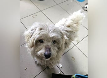 ♥WINFRED♥ neu auf Pflegestelle bei Duisburg - süßer, verschmuster kleiner Rüde 30 cm