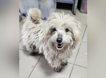 ♥WINFRED♥ neu auf Pflegestelle bei Duisburg - süßer, verschmuster kleiner Rüde 30 cm