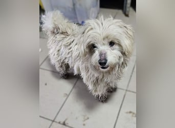 ♥WINFRED♥ neu auf Pflegestelle bei Duisburg - süßer, verschmuster kleiner Rüde 30 cm