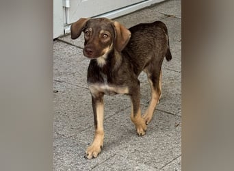 ♥JULCHEN♥ neu auf Pflegestelle bei Köln - süße, ganz zutrauliche Welpin 39 cm (wachsend)