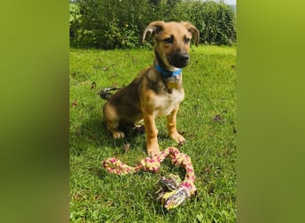 ♥JANNIS♥ auf Pflegestelle bei Köln - zuckersüßer, verspielter Welpe 29 cm (wachsend)