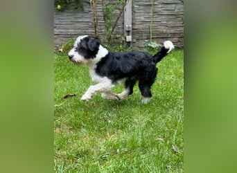 ♥OREO♥ neu auf Pflegestelle bei Köln - süßer, total freundlicher und aufgeschlossener Rüde 35cm