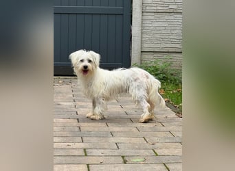♥DORI♥ neu auf Pflegestelle bei Köln - süße, ganz liebe und sanfte Hündin 36 cm