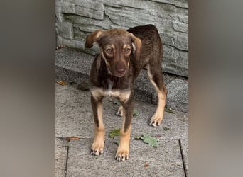 ♥JULCHEN♥ neu auf Pflegestelle bei Köln - süße, ganz zutrauliche Welpin 39 cm (wachsend)